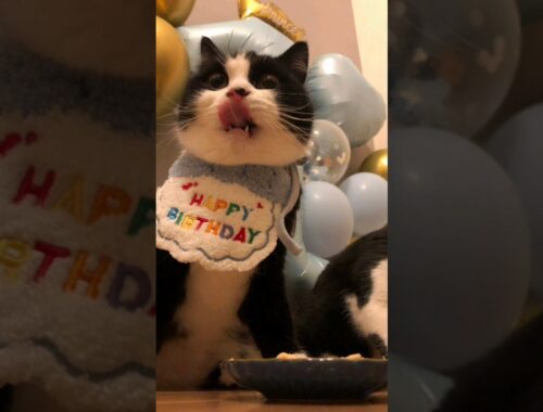 あきくん　1歳の誕生日 #猫 #scottish #スコティッシュフォールド #ハチワレ #minuet #ミヌエット #誕生日