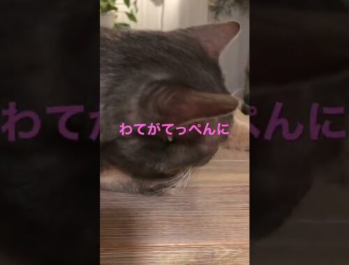あの曲に合わせ♪(誓い)#shorts #猫動画 #まな猫#cat #アビシニアン