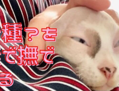 3:ひたすら顔を撫で回されるスフィンクス猫/Sphynx cat that is just patted on the face