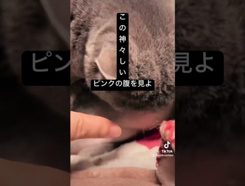 この神々しいピンクの腹を見よ      #シャルトリュー #japan #kawaii #猫のいる暮らし #猫 #cat #pets #ねこ #chartreux #にゃんこ