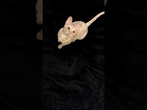 The cat jumps for a rubber band