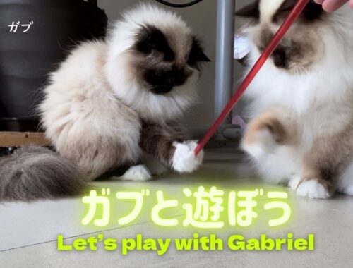 動くプラスチック棒【ガブと遊ぼう】Let’s play with Gabriel （バーマン猫）Birman/Cat
