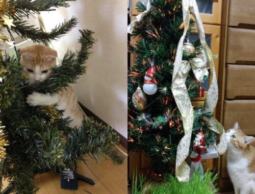 猫ちゃんはクリスマスツリーが大好きな模様♡～Cats like love Christmas tree.