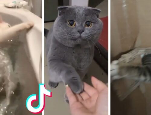 Cats Doing Funny Things Compilation ~ Cats being... CATS #shorts