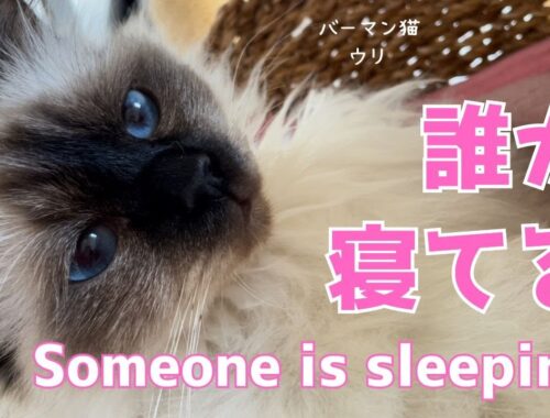 バーマン猫ウリ【誰か寝ている】Someone is sleeping（バーマン猫）Birman/Cat