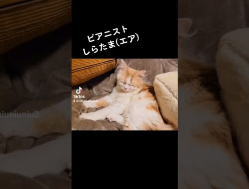 【子猫】ピアニストになる猫#ラガマフィン #猫動画 #cat #shorts