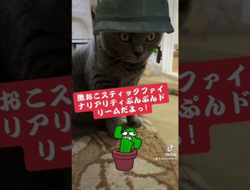 メイちゃんで遊ぶ   #japan #シャルトリュー #kawaii #猫のいる暮らし #pets #cat #猫 #ねこ #シャルトリュー #chartreux #にゃんこ