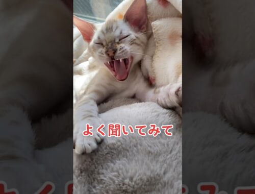 【子猫動画】ホワイトベンガル　生後4ヶ月！　可愛くてごめん！　ベンガル猫　ネコ　ねこ　#cat #bengalcat #ベンガル