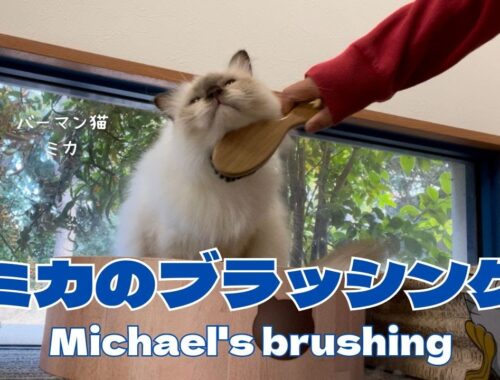 バーマン猫ミカ【ミカのブラッシング】Michael's brushing（バーマン猫）Birman/Cat