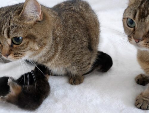 The older sister cat Kiki helps care for her younger sister's kittens and comforts her