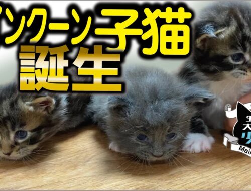 【メインクーン】子猫3匹産まれました！生後23日目の子猫たち。母猫の引っ越し行動／メインクーンキャッテリー東京小野クーン