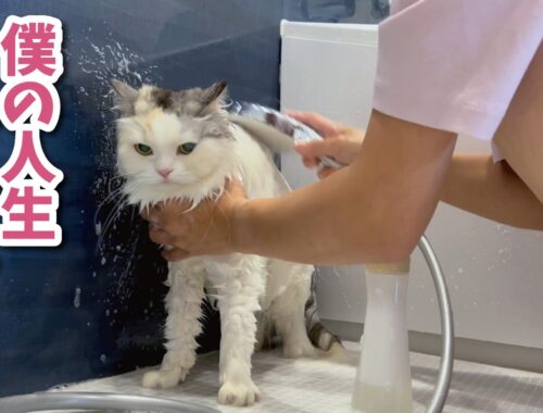 【地獄】長毛猫をお風呂に入れたらとんでもない事になりました…【関西弁でしゃべる猫】【猫アテレコ】
