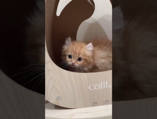 【キンカロー子猫】ほんのりカール耳♡のんびり長足男の子 #かわいい子猫 #cat #catbreed #kitten #子猫 #cute  #キンカロー