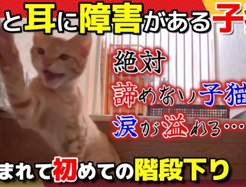 【神戸保護猫】目が見えない耳が聞こえない子猫が生まれて初めてひとりで階段下りをしました