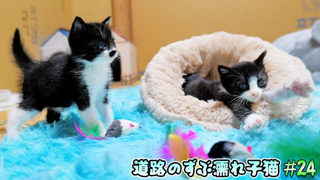 子猫達にパニックマウスをプレゼントしたら戦術が天才過ぎた!【道路のずぶ濡れ子猫 #24】 子猫達にパニックマウスをプレゼントしたら戦術が天才過ぎた!【道路のずぶ濡れ子猫 #24】