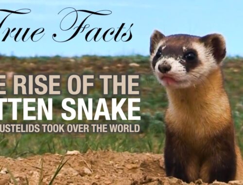 True Facts: The Rise of the Kitten Snake