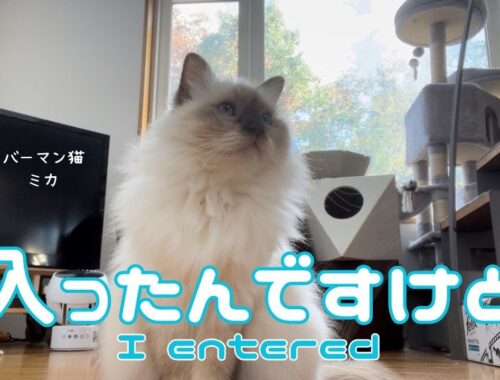 バーマン猫ミカとラフ【入ったんですけど】I entered（バーマン猫）Birman/Cat