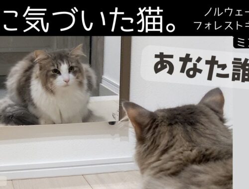 もうすぐ2才の猫が鏡の存在に気づいた。。【ミヌエット＆ノルウェージャンフォレストキャット】