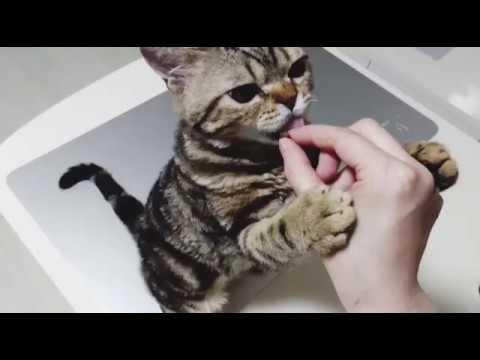 モグモグ hand feeding. available SelkirkRex kittens