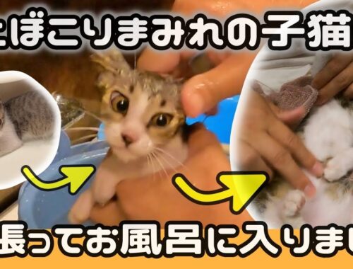 初めてのお風呂できれいになる天使な子猫【保護猫】