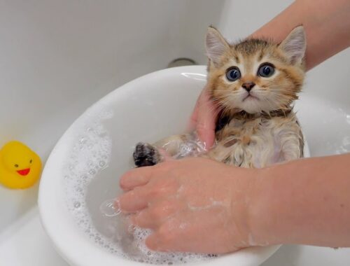 The five kittens are surprised at how good their first bath feels.