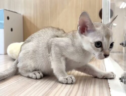 【2023.12.11撮影】最小猫種シンガプーラ登場！！緊張のお部屋探索♪