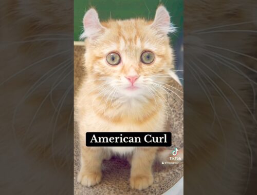 気になるよね〜😙✨#アメリカンカール #子猫 #子猫のいる生活 #茶トラ #americancurl #americancurlcat #animals #animallover #fyp