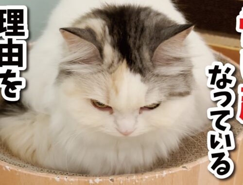 むかしむかし死ぬほど怖い顔になってる猫がおったそうな…【関西弁でしゃべる猫】【猫アテレコ】