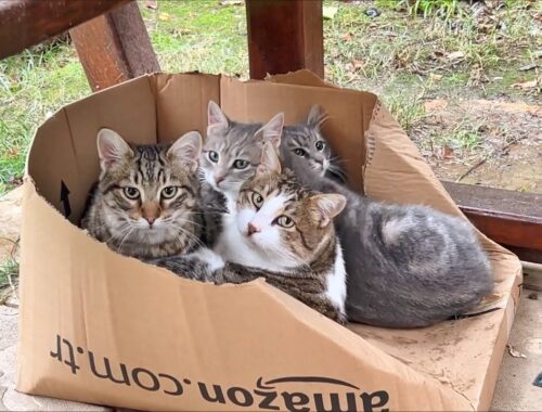 What Happens If You Put An Empty Box Near So Many Cats And Kittens?