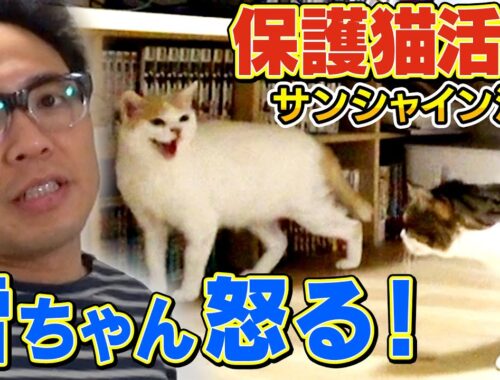 【池崎家の先住猫】雷ちゃんに新入り猫の佐吉が怒られました【保護猫活動】