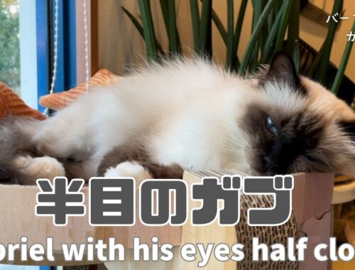バーマン猫ガブ【半目のガブ】Gabriel with his eyes half closed（バーマン猫）Birman/Cat