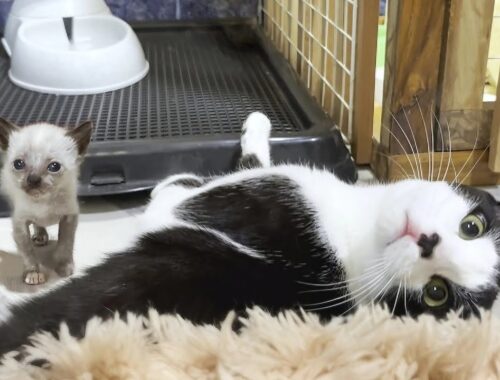 Mu, an older cat, decides to hug a rescued kitten who is just learning to walk, despite his fear