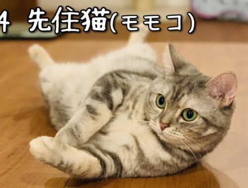 先住猫モモコはこんな子です！足長マンチカン女子