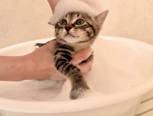 生後57日 初めてのシャンプーに挑戦する子猫【山菜兄妹#52】Kittens shampooing for the first time in their lives.