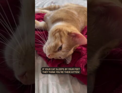 What Your Cat's Sleeping Position Mean! | @cashmere.mittens.cat