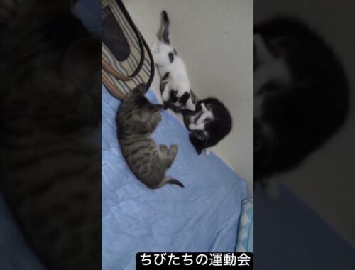 ちび子猫たちのわちゃわちゃ運動会 #猫 #cat #保護猫 #ねこ #kitten #こねこ #子猫 #cute #animal #shorts