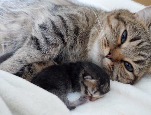 The first day Lili the cat became a mother