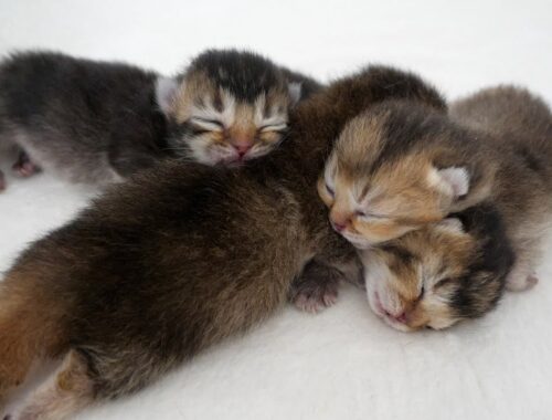 The baby kittens are so adorable, sleeping on top of each other!
