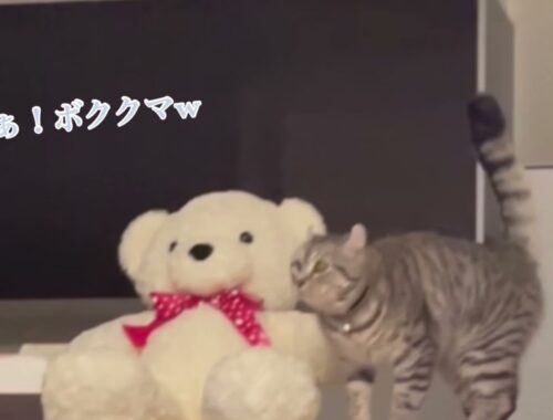 『アメリカンカール☆のり太』おやつの攻防してる猫が可愛すぎる(*^^)v