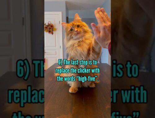 How to teach your cat the high-five in 6 steps.