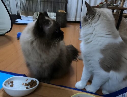 【子猫】【ラグドール】ご飯を食べながら、お互いが気になっるグリンとらん丸。#猫　#cat