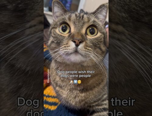 The difference between dog people and cat people #shorts #funny #cat