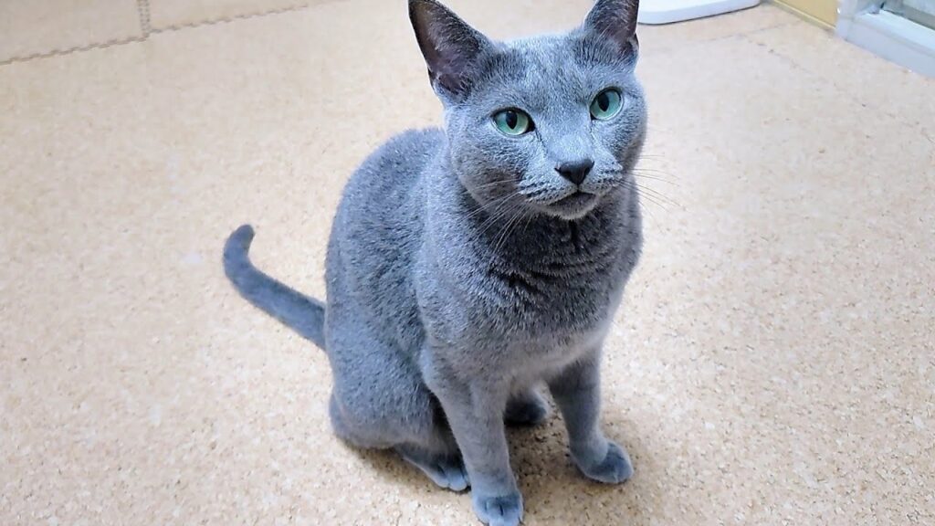 【猫動画】食べていないと訴えるロシアンブルー【russianbule】Russian Blue complains that he hasn’t eaten 【猫動画】食べていないと訴えるロシアンブルー【russianbule】Russian Blue complains that he hasn't eaten