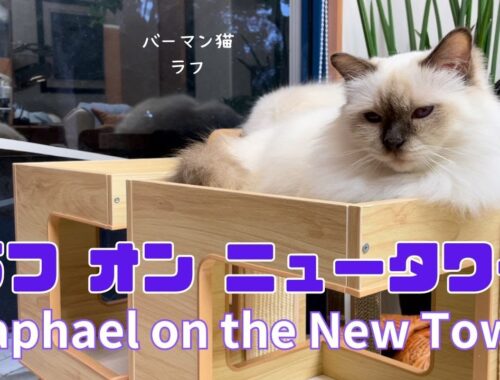 バーマン猫ラフとミカ【ラフ オン ニュータワー】Raphael on the New Tower（バーマン猫）Birman/Cat