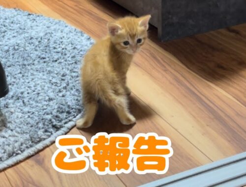 【保護猫】茶トラの子猫の動画について