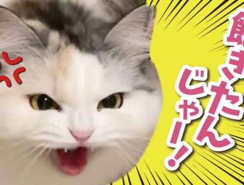 猫ってほんまこうゆうとこあるよねぇぇぇ！？！！？【関西弁でしゃべる猫】【猫アテレコ】