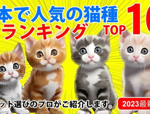 日本で人気の猫種ランキング　ベスト10