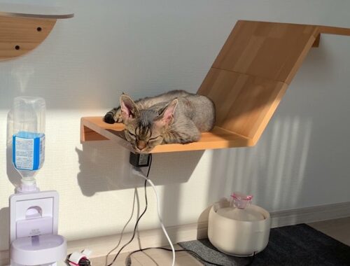 デボンレックス弟が新しい日向ぼっこ場所を見つけました(Devon Rex cat has found a new place for basking in the sun)