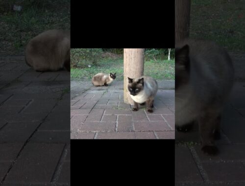 シャム猫島で２匹のシャム猫が挨拶に来てくれた🌊 #Shorts #シャム猫