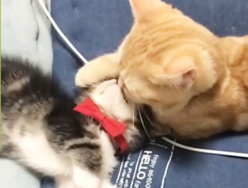 ラブラブな兄猫と妹猫💕 可愛すぎるチューの瞬間😻【PECO TV】